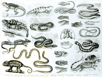 Reptiles, Serpents and Lizards by English School